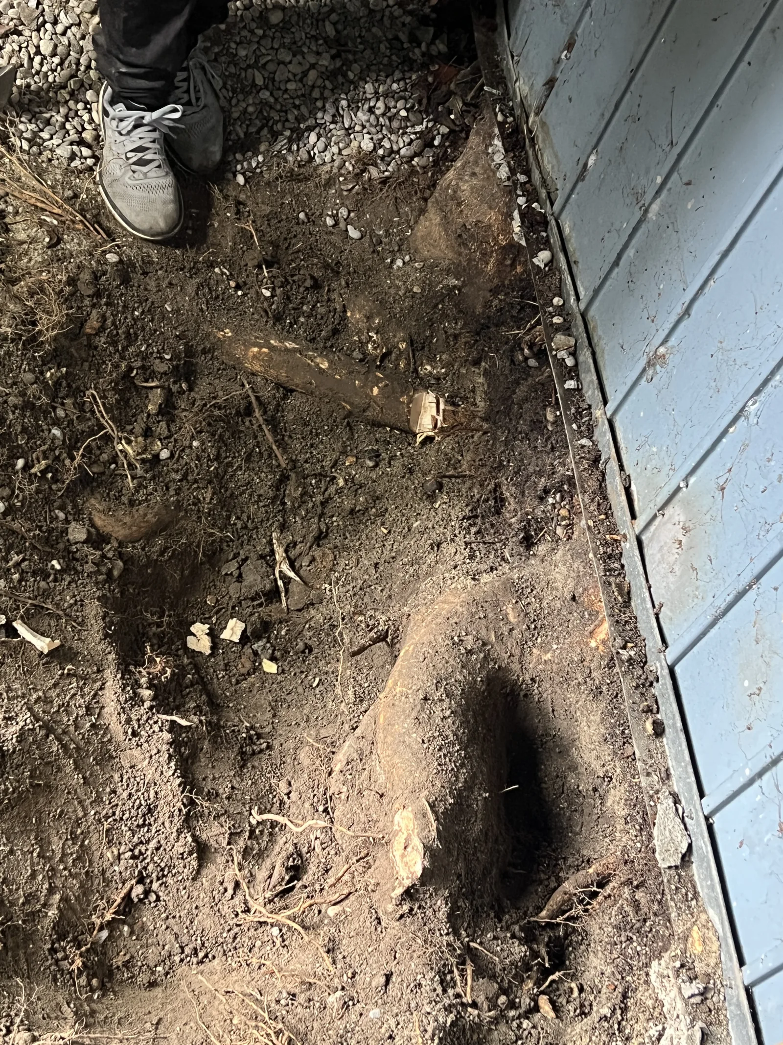 Ausgebaute Wurzeln nach der Entfernung
